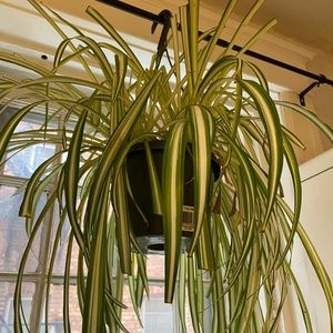 Meet your Posher, Kirth